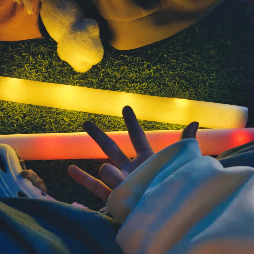 海上森林一只猫