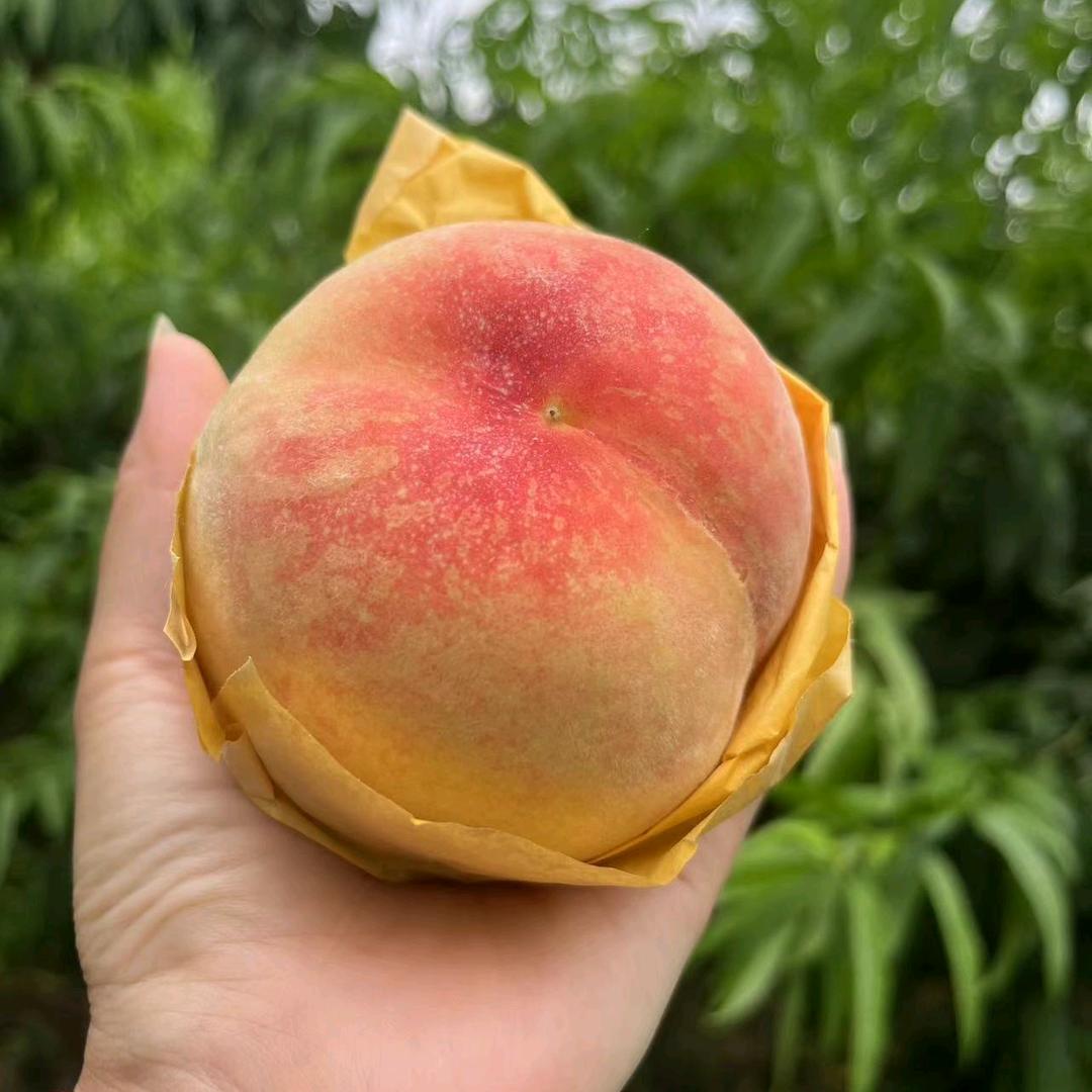 水蜜桃🍑🫡🫡🫡