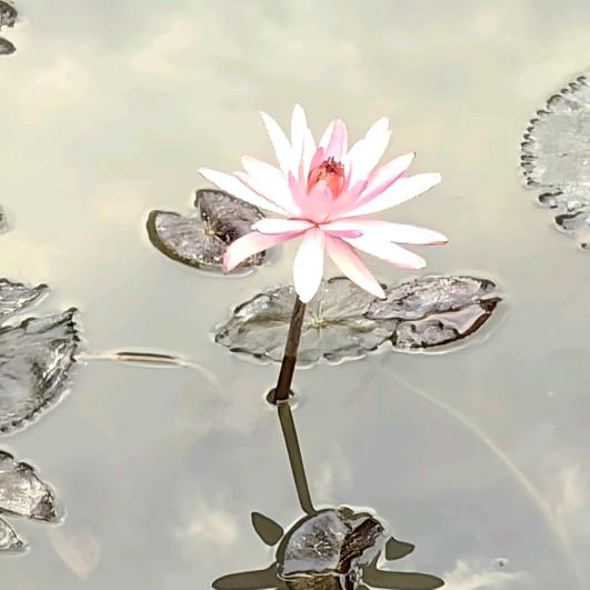 6月6