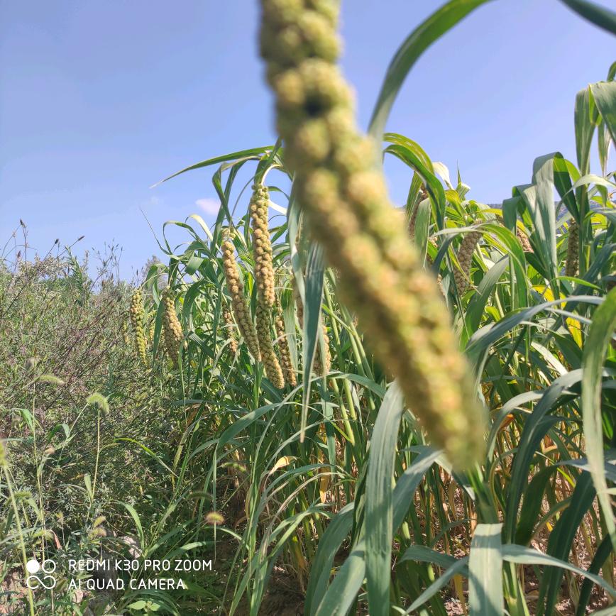 高端家政早总(招聘中)