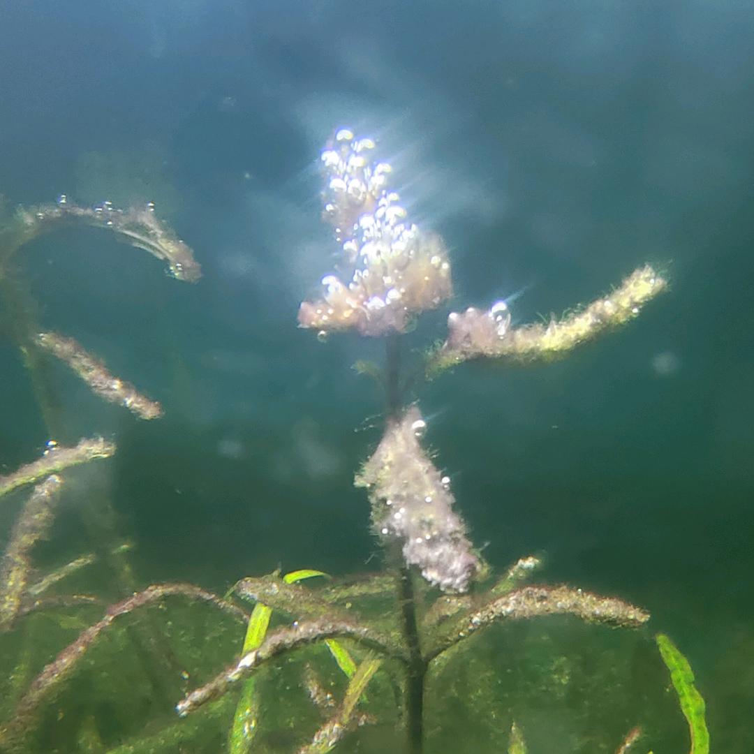 气泡　　　　╲