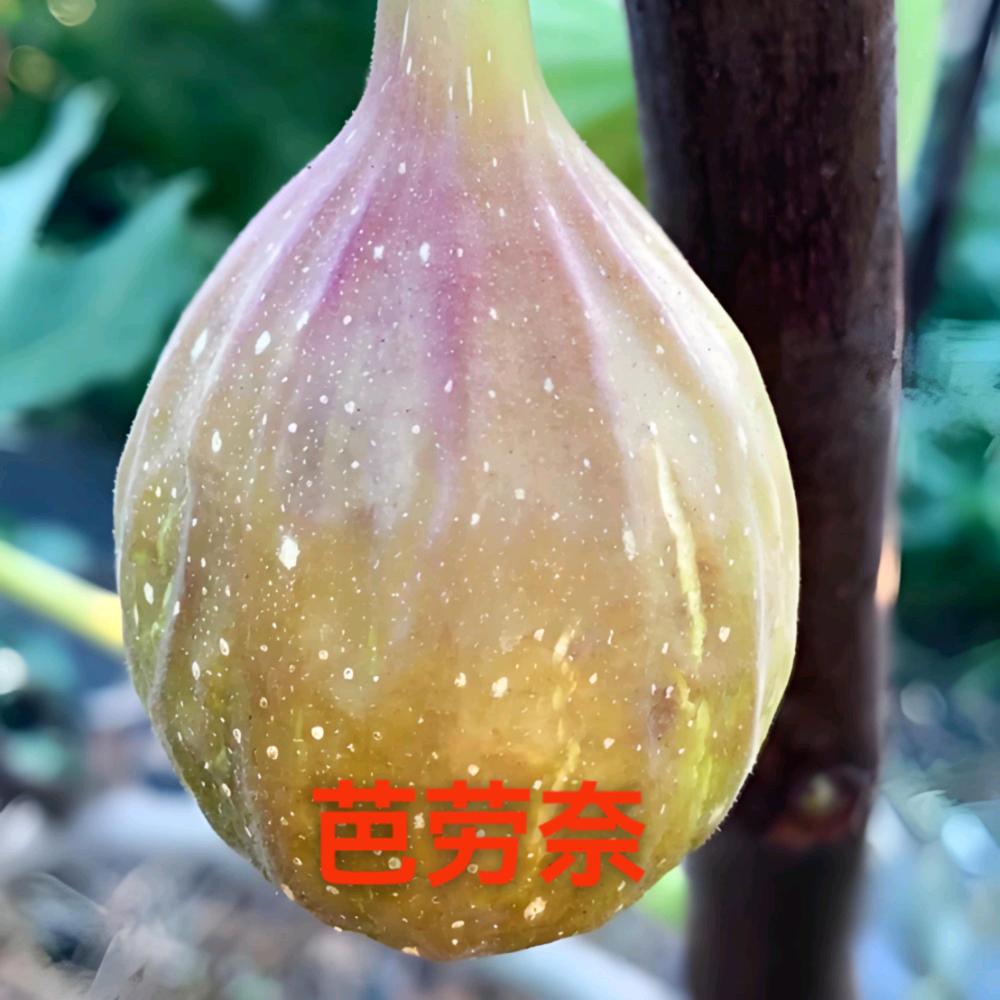 玉田县玉田镇芭劳奈家庭农场（个体工商户）