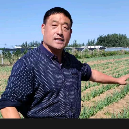 老刘种好葱