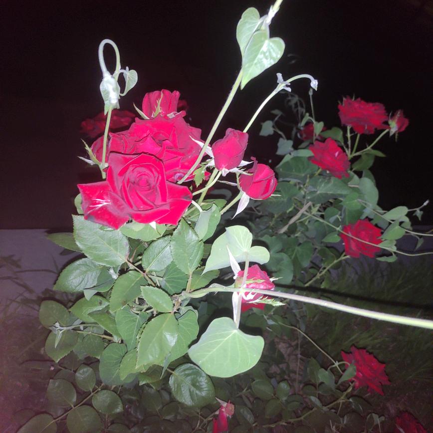 裴斯泰洛齐