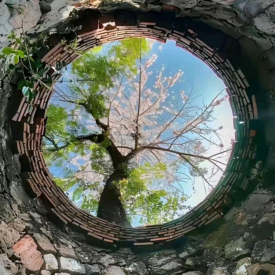 “长谷深风”