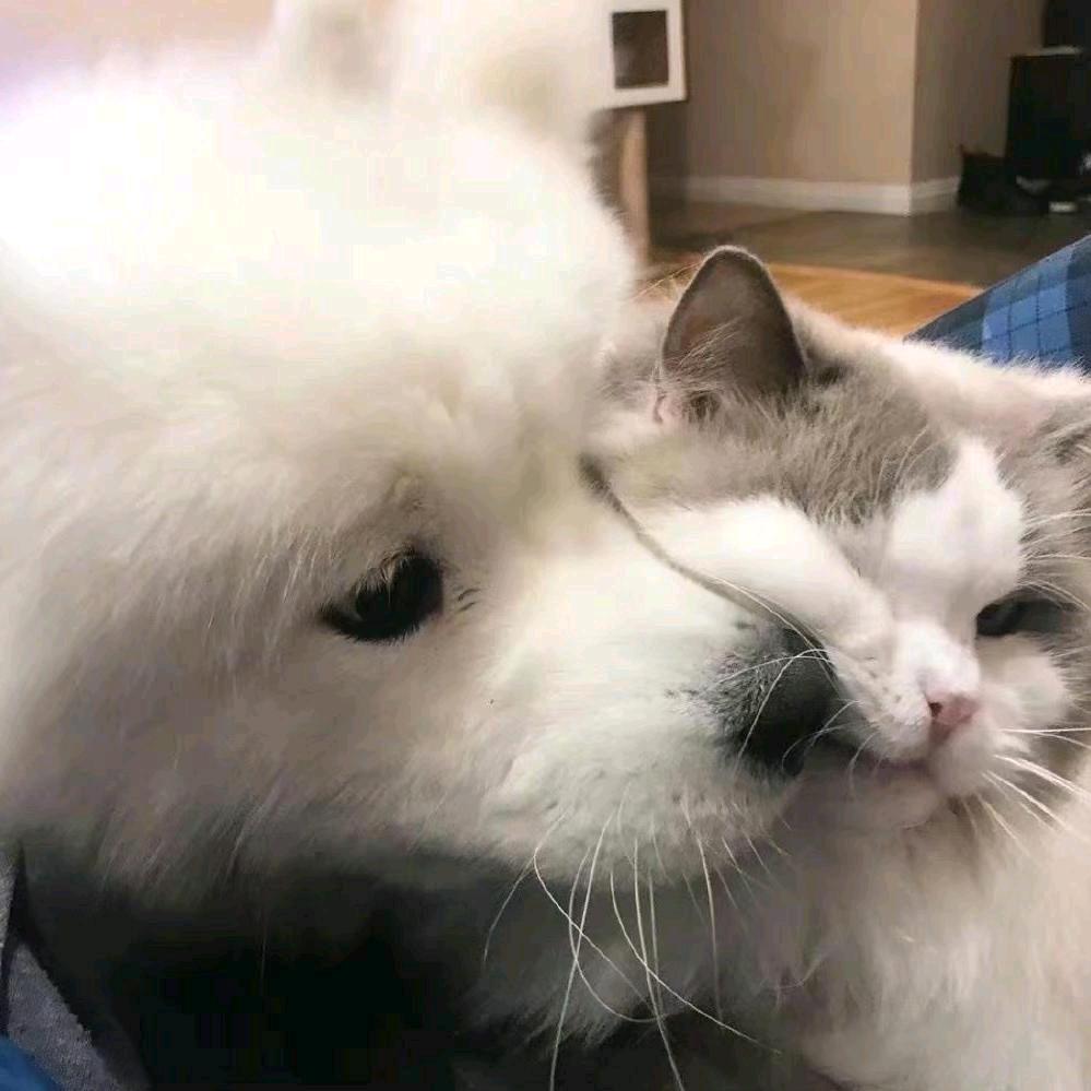 椰头不是亚