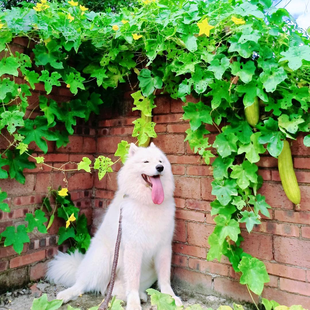 胖妞不胖🐶