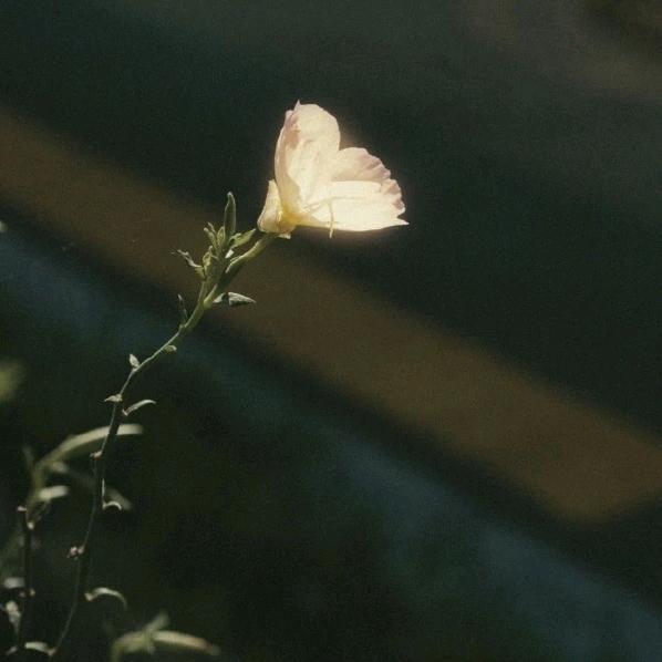 如果一直想见谁，那就立刻出发吧