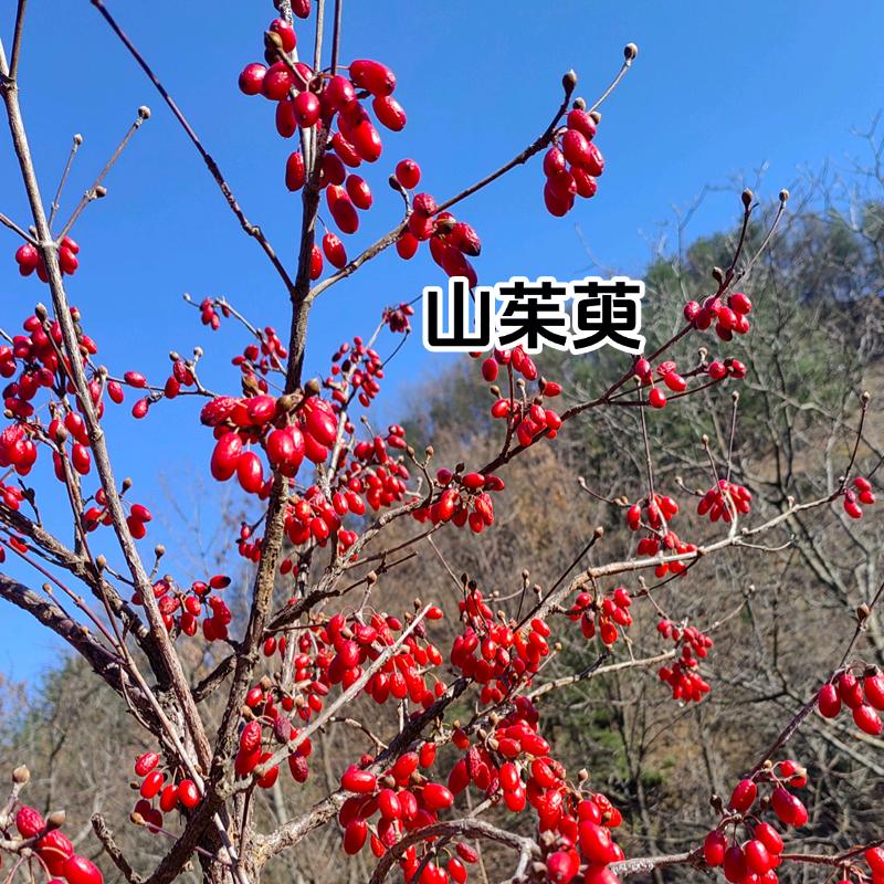 秦南百草滋补养生