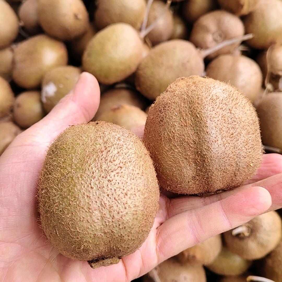 农夫家的猕猴桃果园