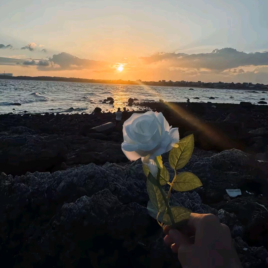 Camellia٩