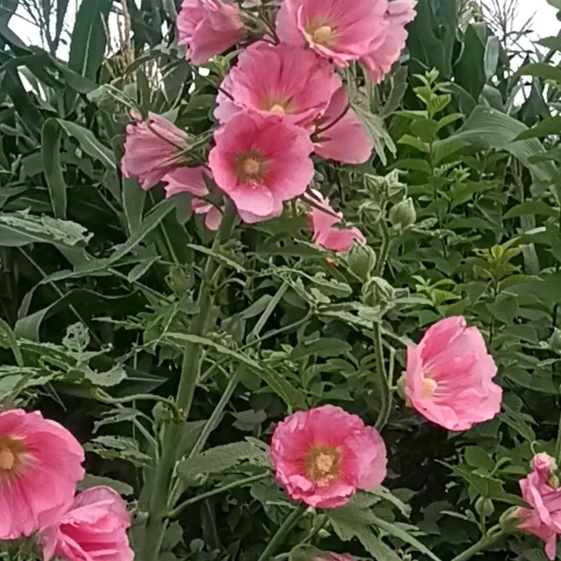 伤心的回忆