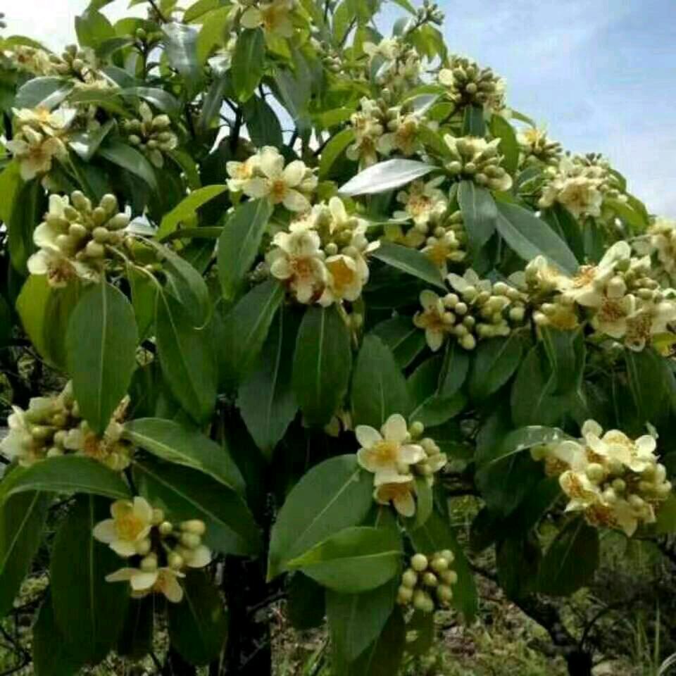 用户冰冰收购冬笋