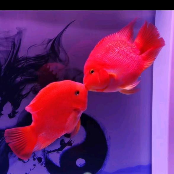 花椒