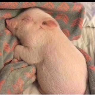 🐷