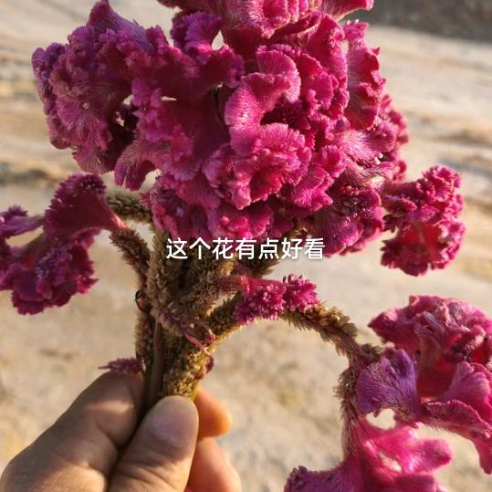 老拼