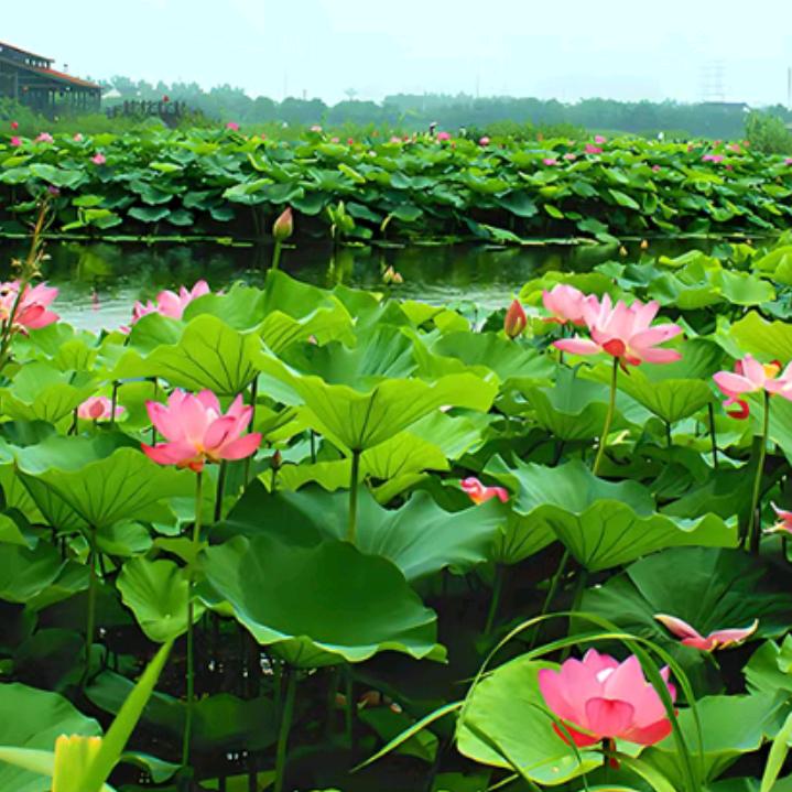 卡迪高👠越来越好