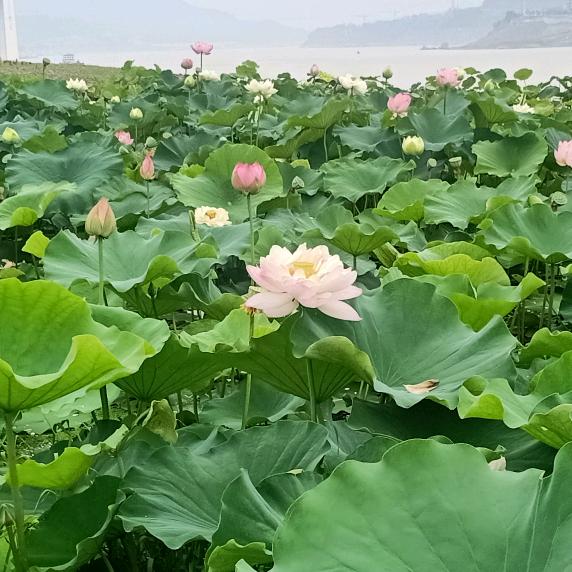 用户4994602348099林