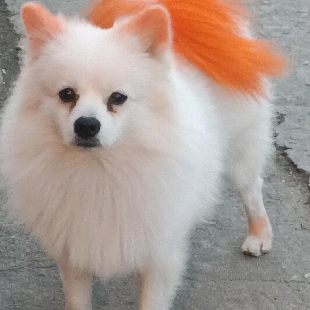 黑狼