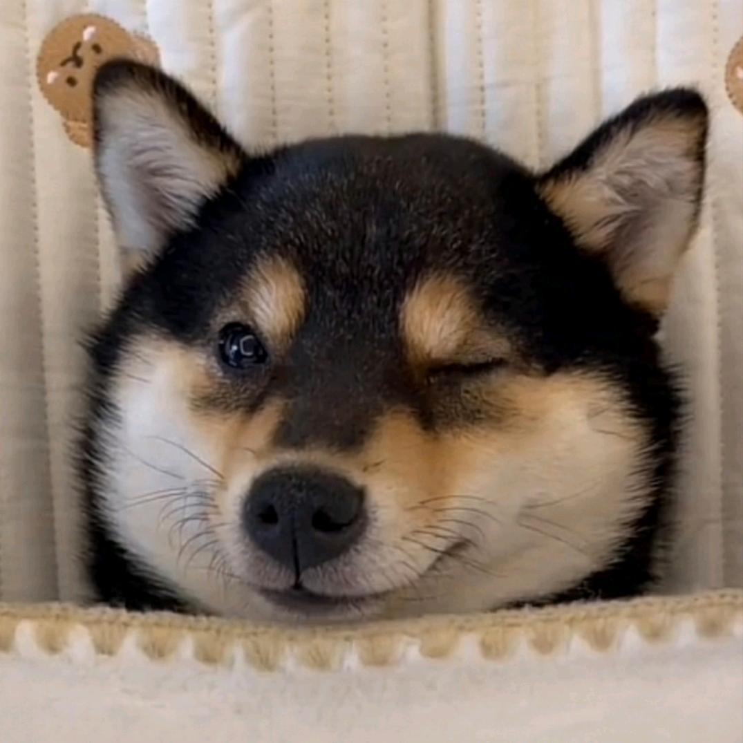 马可大菠萝