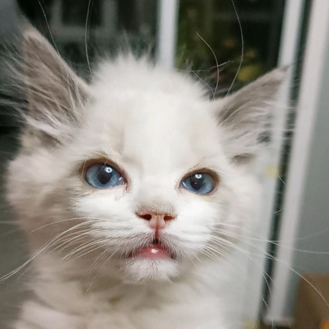 小欧