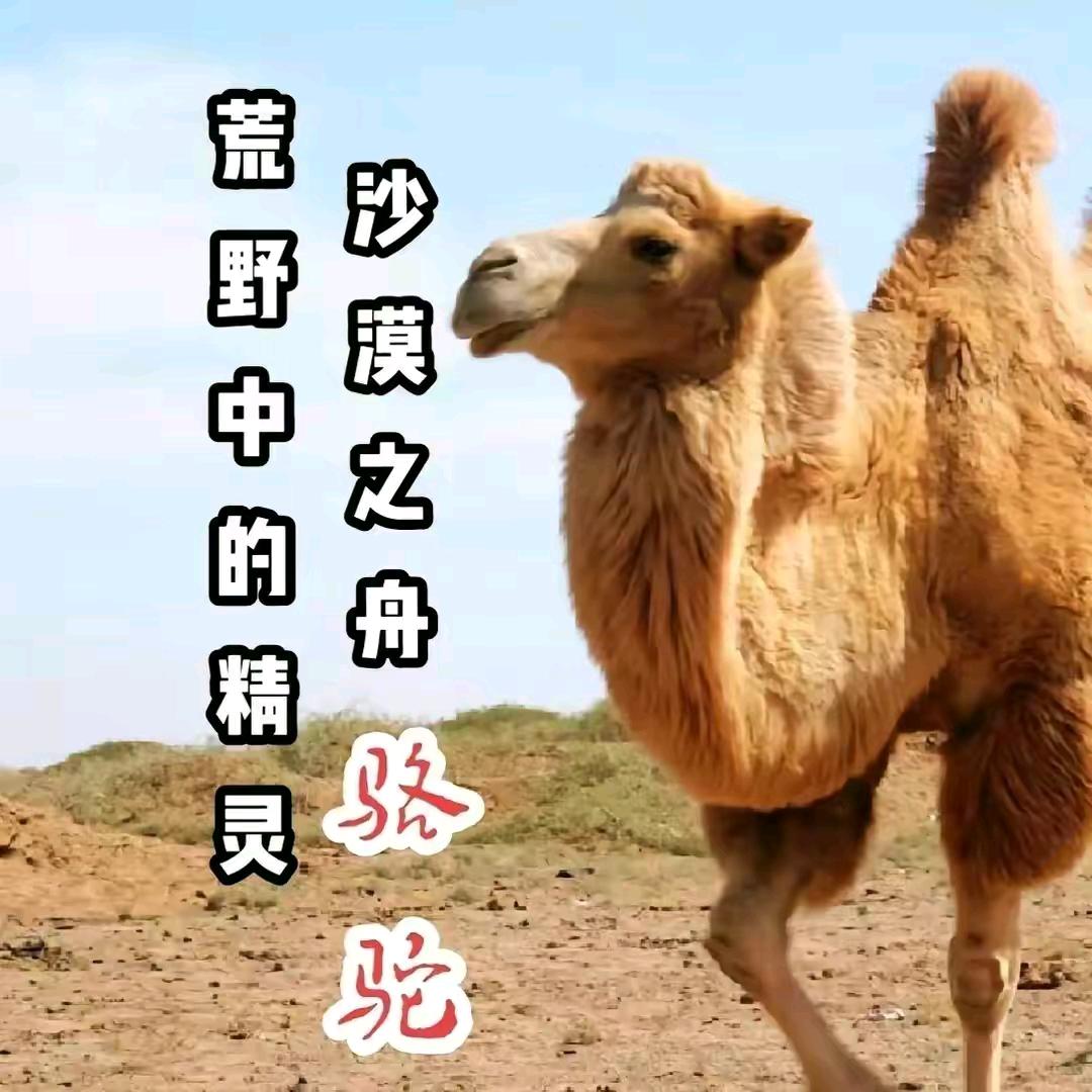 沙漠工厂