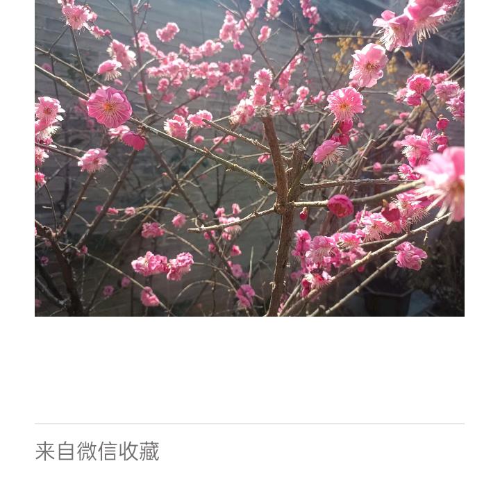 童高旗