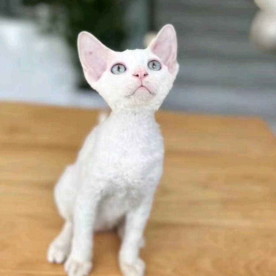 萌宠之家全国可上门挑选