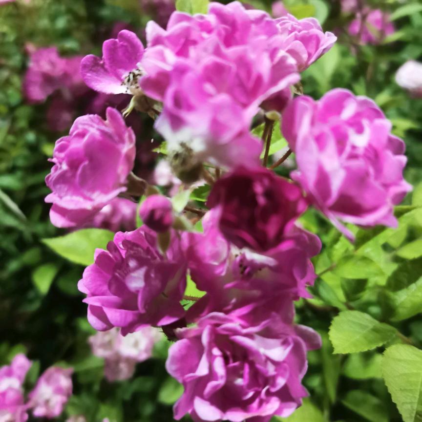 ღ᭄ꦿ꯭王ঞ事ꦿ᭄💞随风ℳ🥀ꦿ꯭