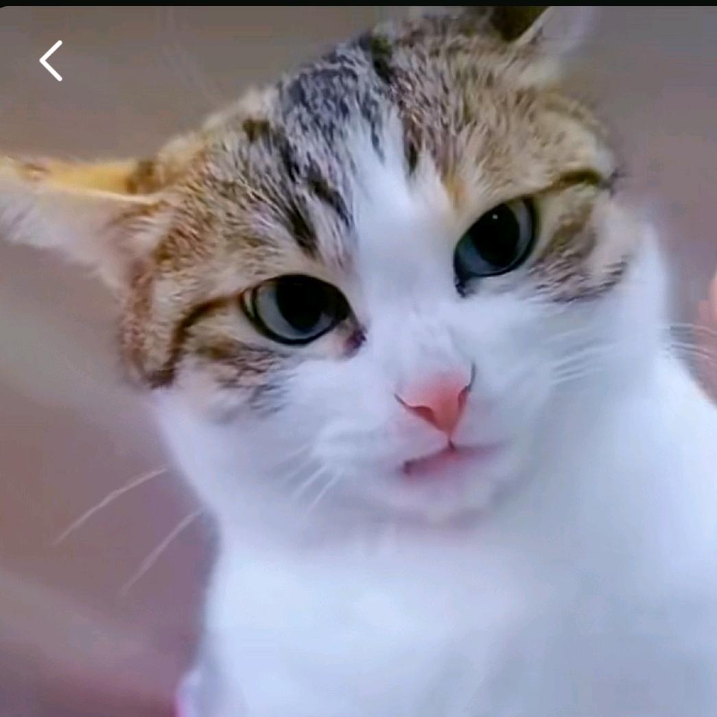 逆子小猫猫