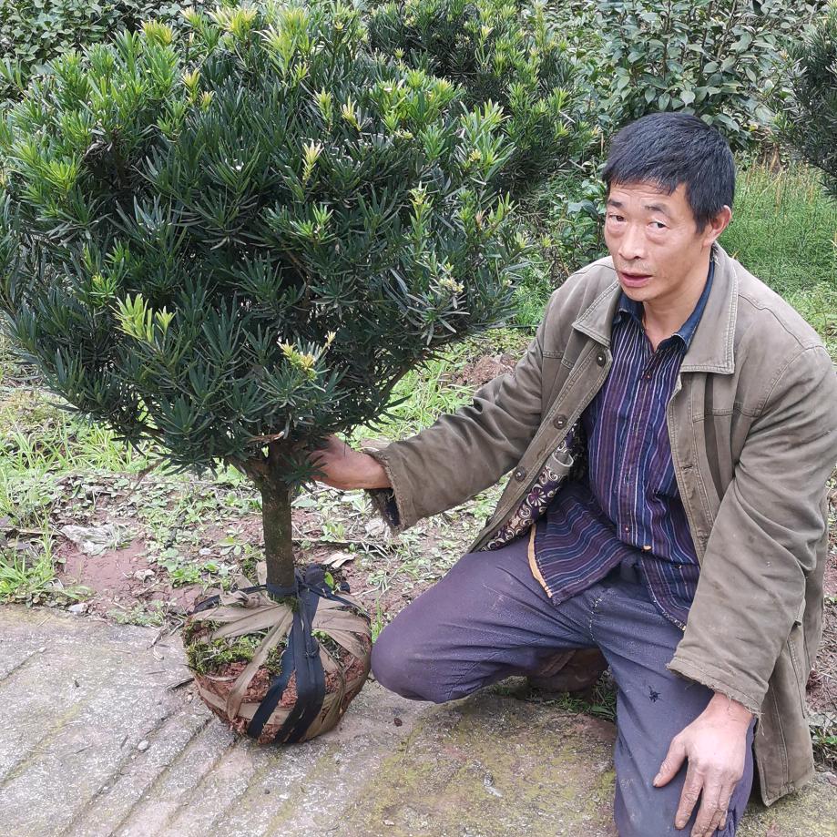 专业花木