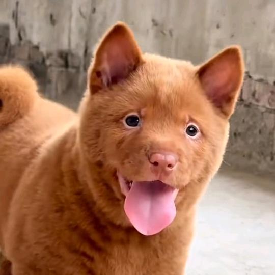 南阳旭辰商贸有限公司