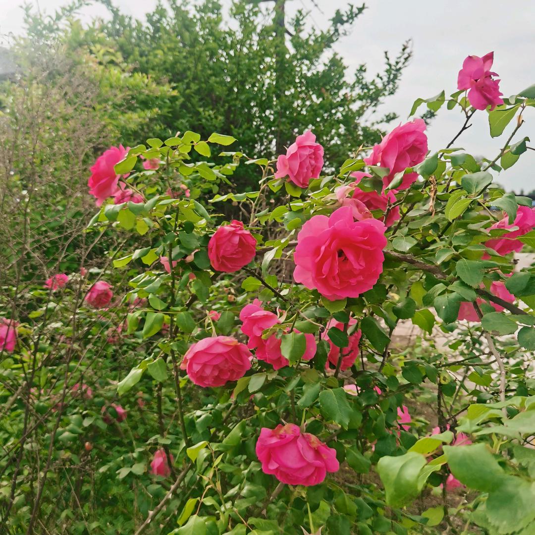 এ᭄熊₅₂₀李ོꦿృ༊