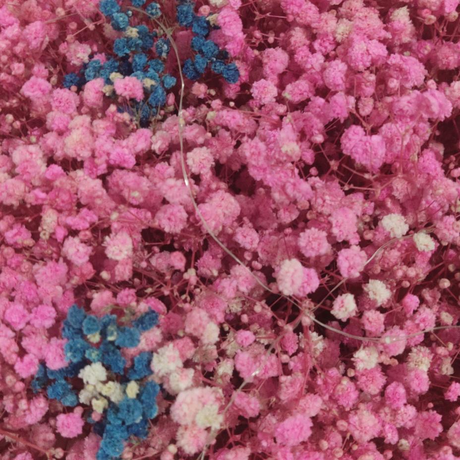 看🍃🌺透🍃不🌺🍃说🍃🌺透