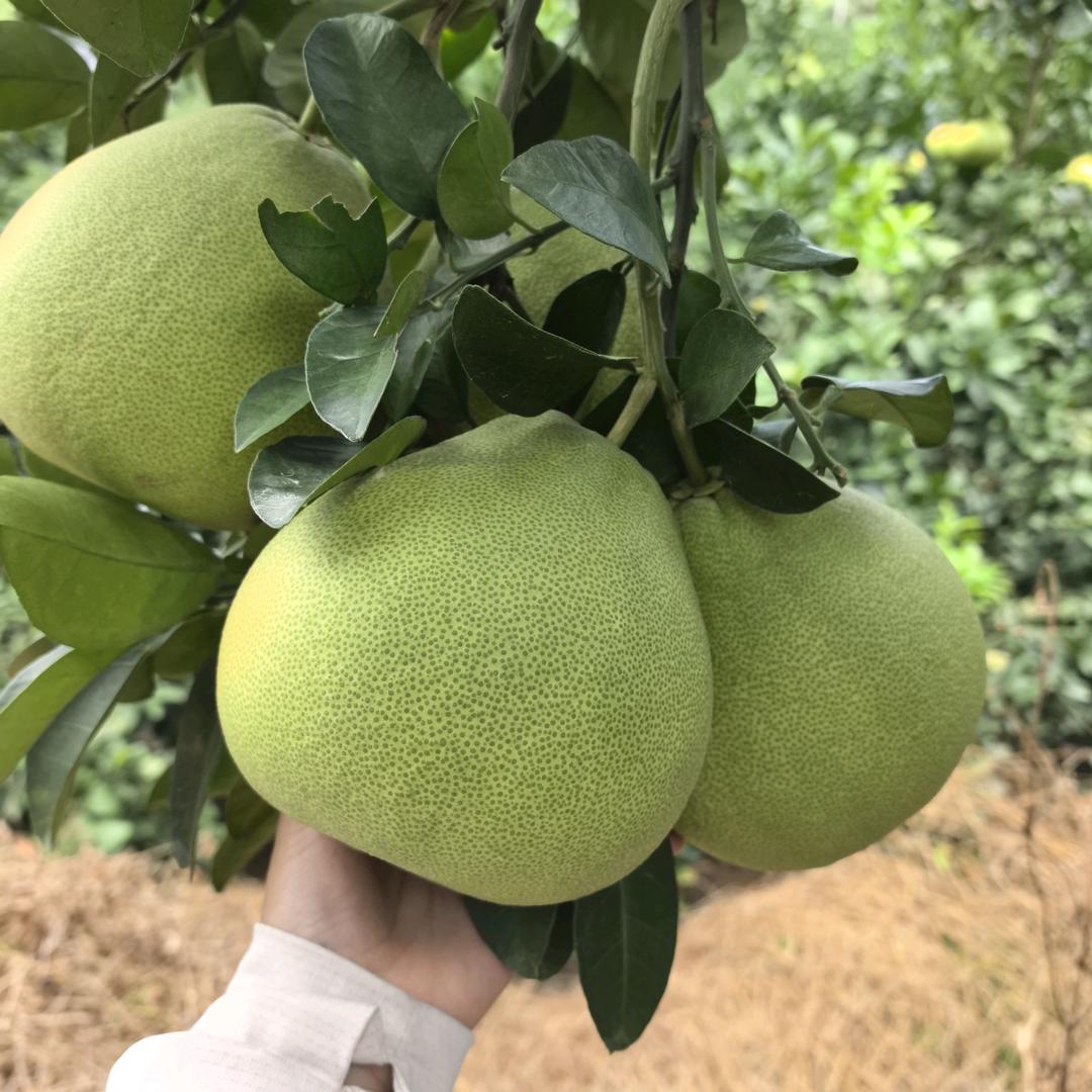 小徐度尾老树红心文旦柚
