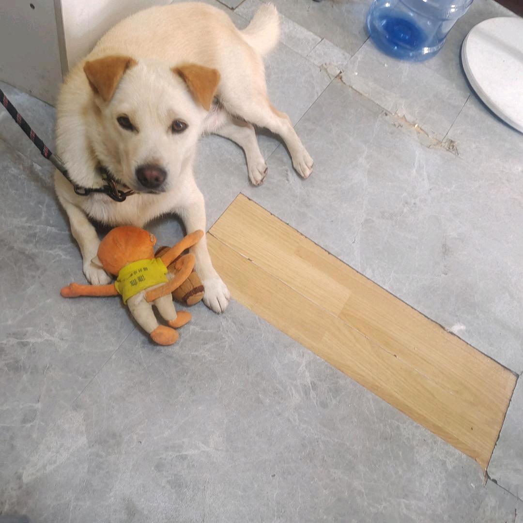 拆家能手小布丁