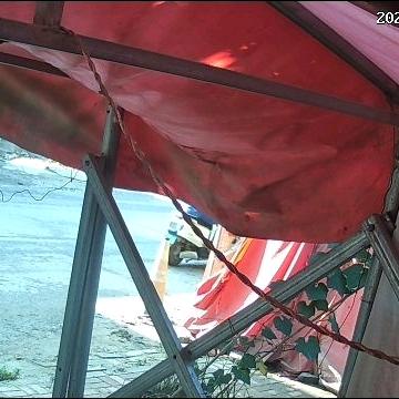 菜种，龙行天下