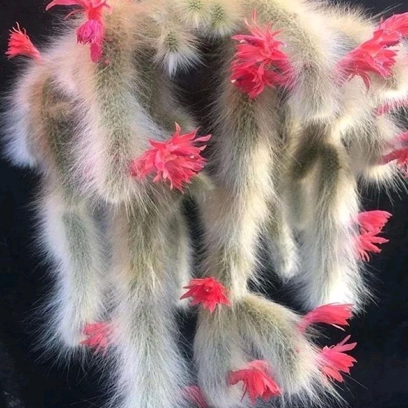 晓晨仙人球