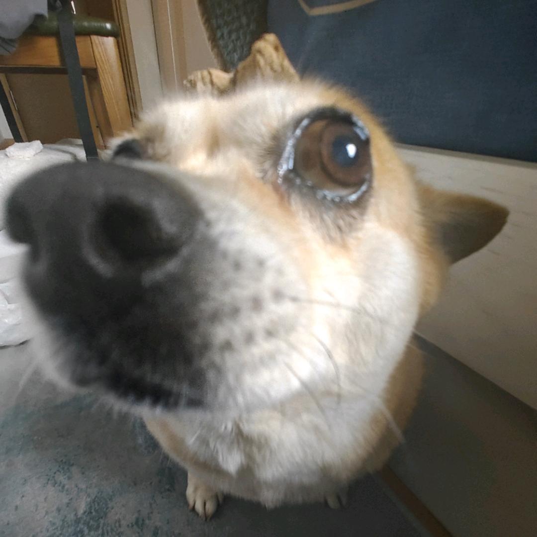 多多的好大爸