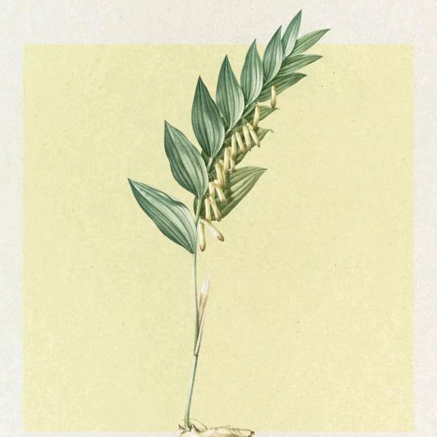 慕慕