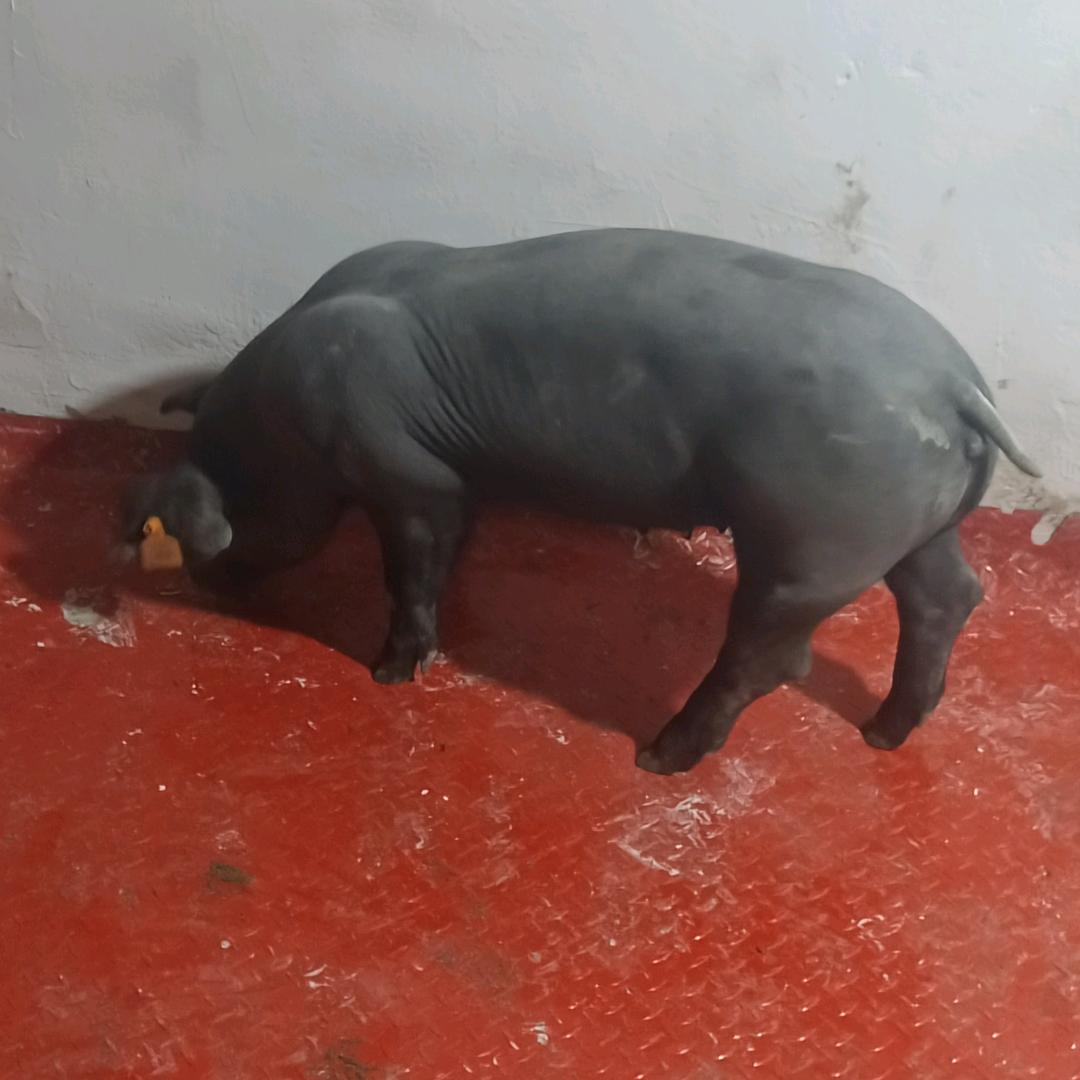 敏姐种猪养殖场