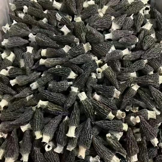 小军哥菌业