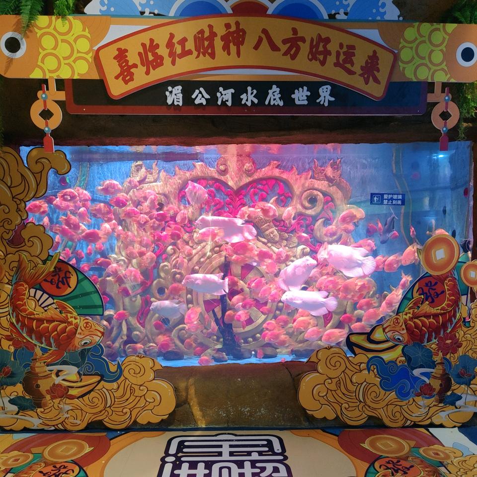 蓝色妖姬
