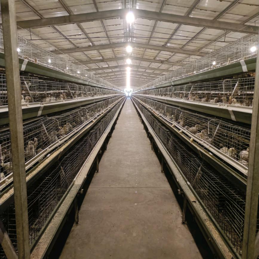 龙军青年鸡养殖场