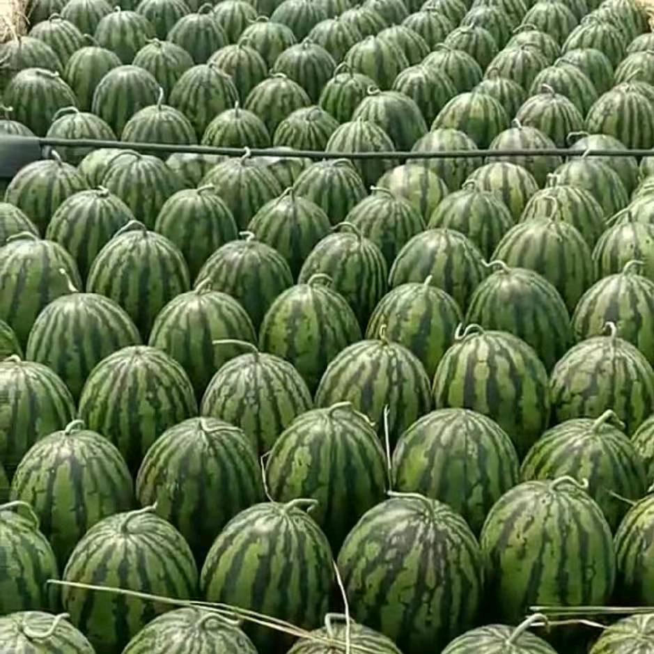 西瓜蔬菜代收（艳磊农资）
