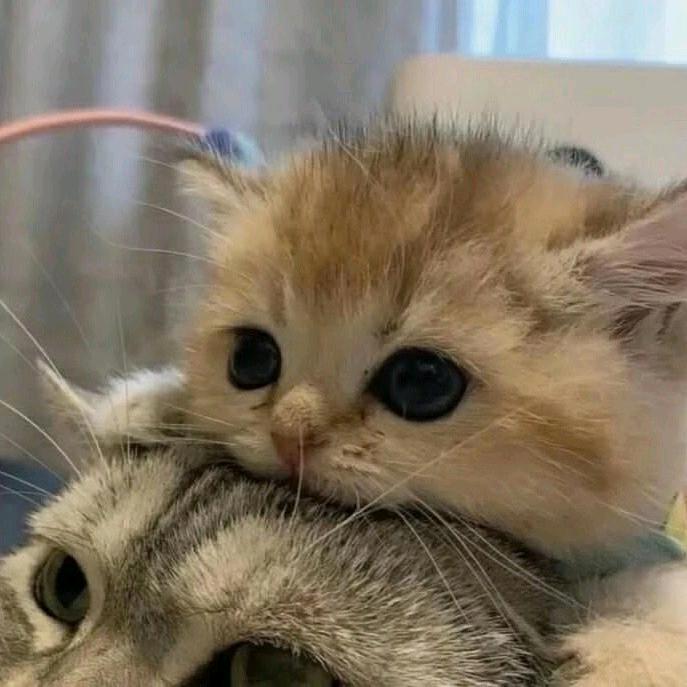 暖语