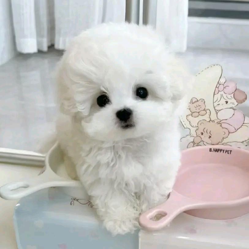 珍禽猛犬养殖