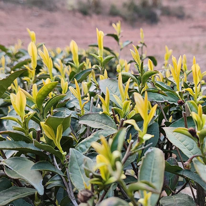 茶农小李做好茶