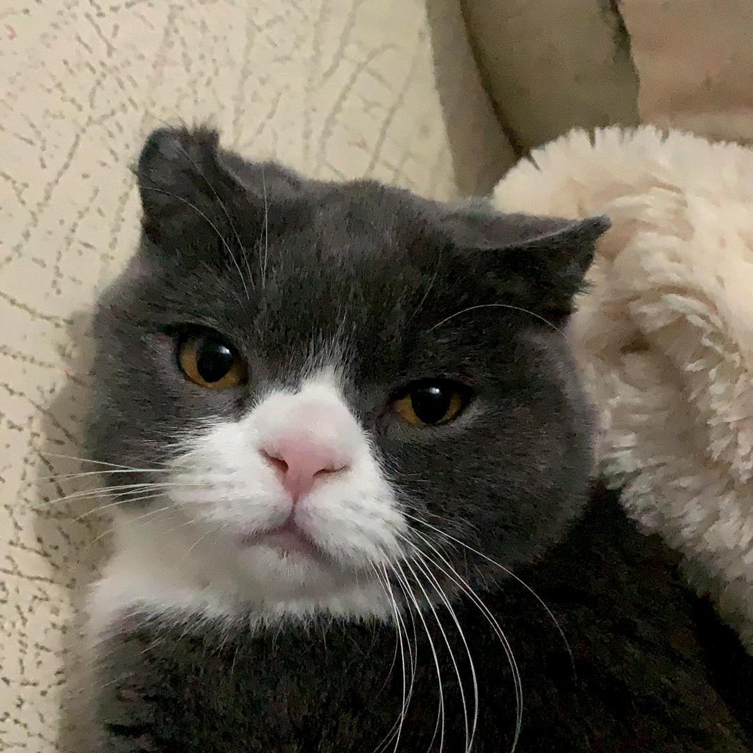 小小怪