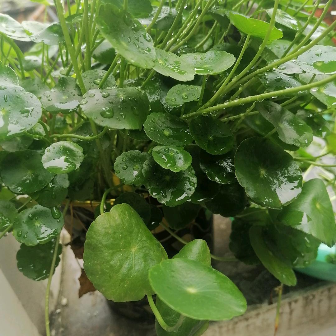 香香😊